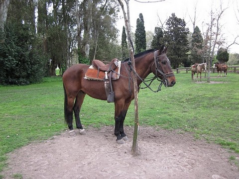 horse