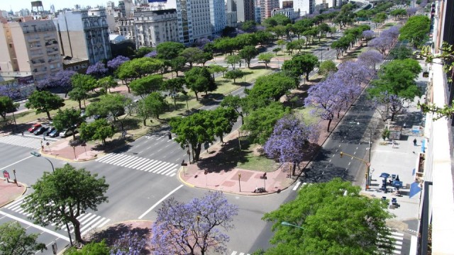 trees in buenos aires