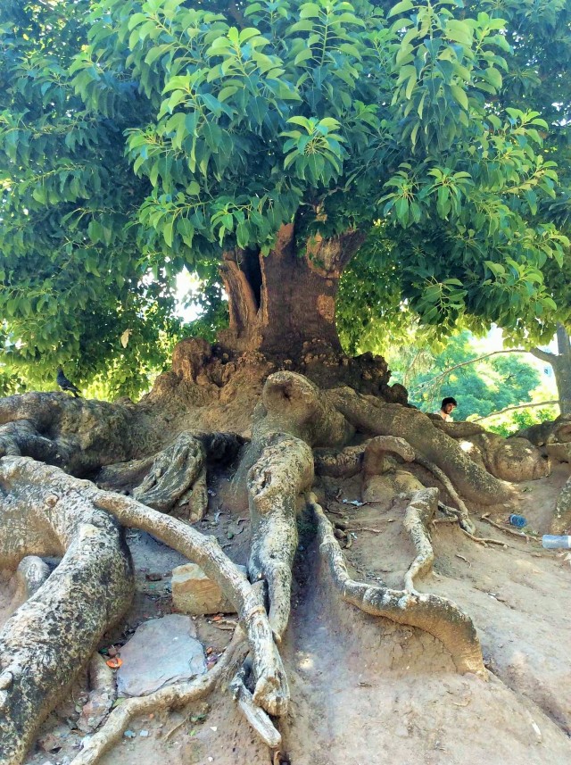 trees in argentina