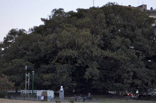 trees in Buenos Aires