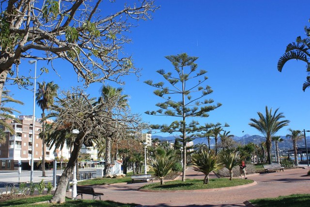 Trees in buenos aires