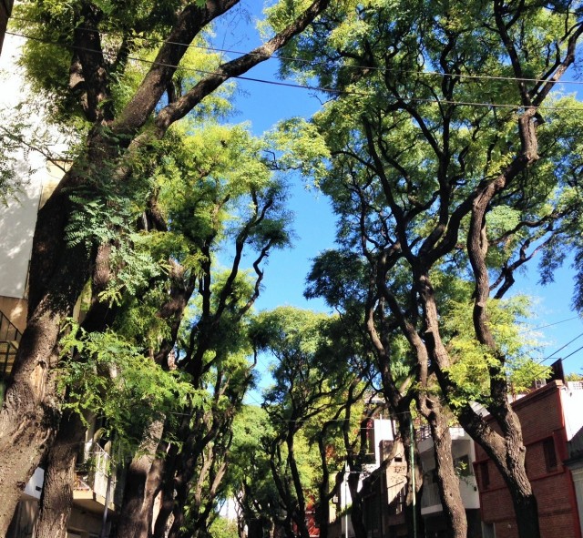 buenos aires trees