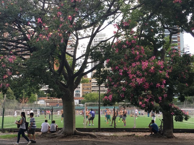 Trees in Argentina