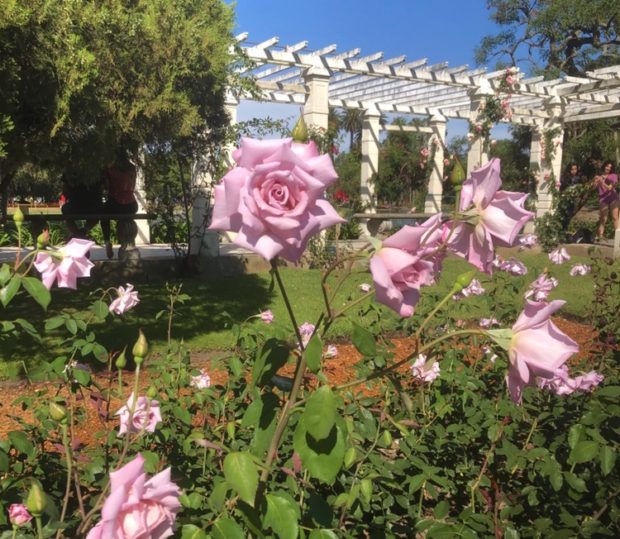 Blooming roses at the Rosedal garden in Bosques de Palermo